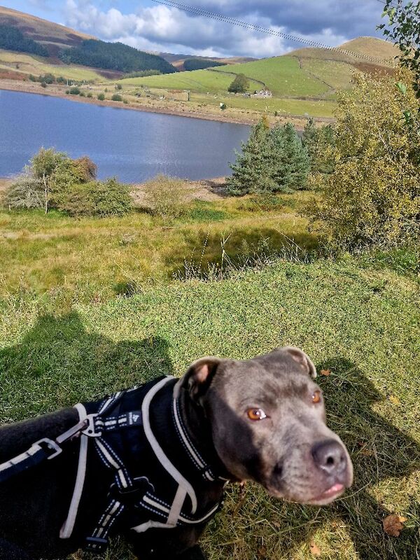 Beautiful blue staffie rio - Image 6 of 6