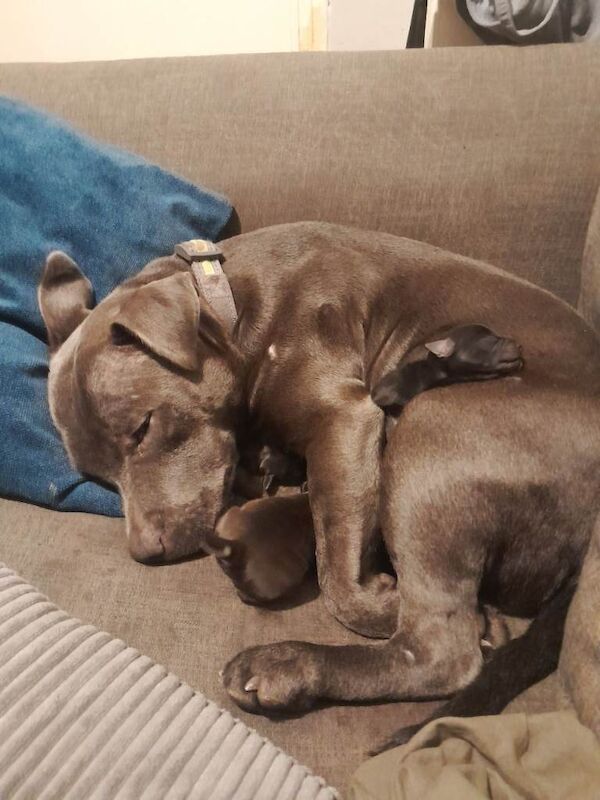 Staffordshire Bull Terrier puppies for sale in Morden, Greater London – 1 week old - Image 2 of 5