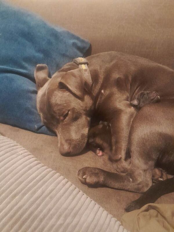 Staffordshire Bull Terrier puppies for sale in Morden, Greater London – 1 week old - Image 3 of 5