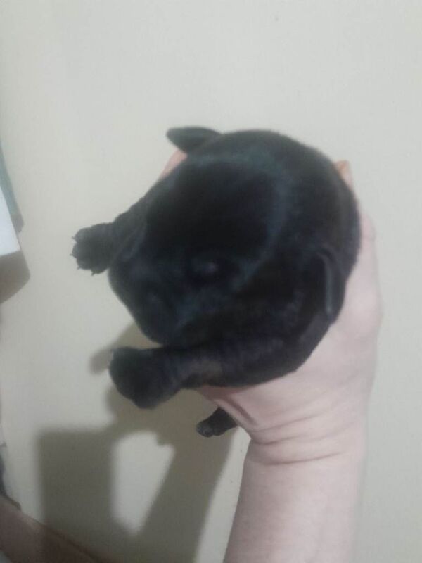 Staffordshire Bull Terrier puppies for sale in Morden, Greater London – 1 week old - Image 4 of 5