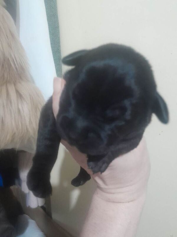 Staffordshire Bull Terrier puppies for sale in Morden, Greater London – 1 week old - Image 5 of 5