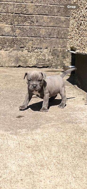 Staffordshire Bull Terrier puppies for sale in Old Cwmbran, Gwent – KC registered, 6 weeks old