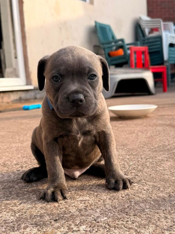 Blue Staffordshire Bull Terrier Puppies For Sale