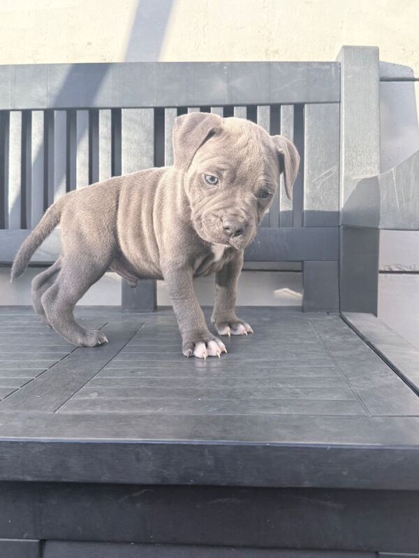 Blue/Blue Brindle Staffy Puppies - Image 2 of 6
