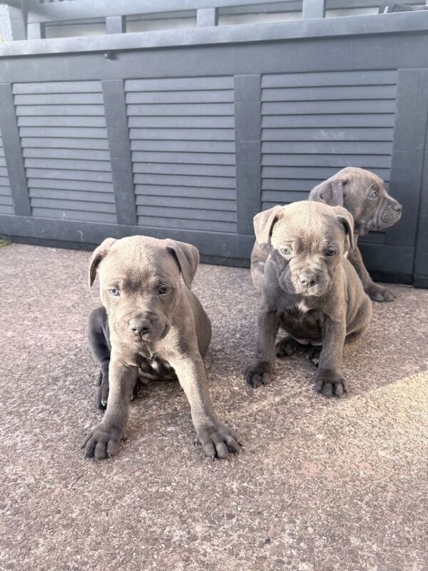 Blue/Blue Brindle Staffy Puppies - Image 3 of 6