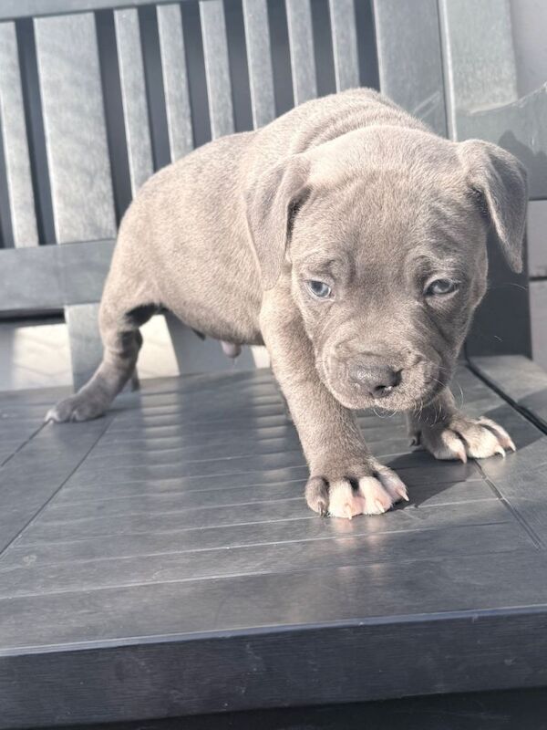 Blue/Blue Brindle Staffy Puppies - Image 4 of 6