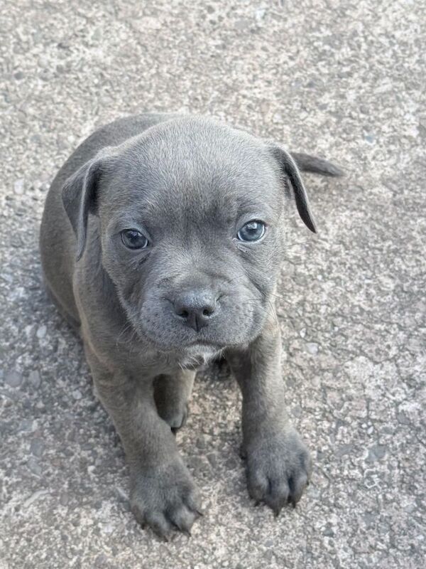 Blue/Blue Brindle Staffy Puppies - Image 5 of 6
