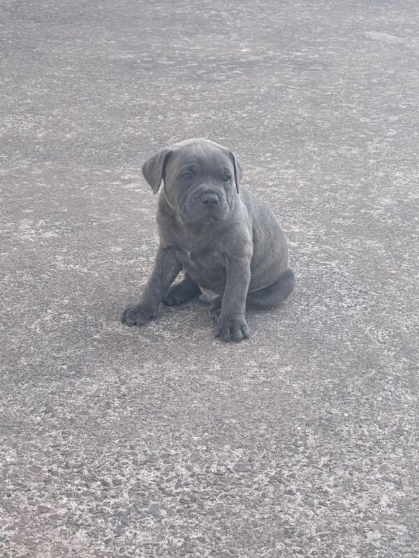 Blue/Blue Brindle Staffy Puppies - Image 6 of 6