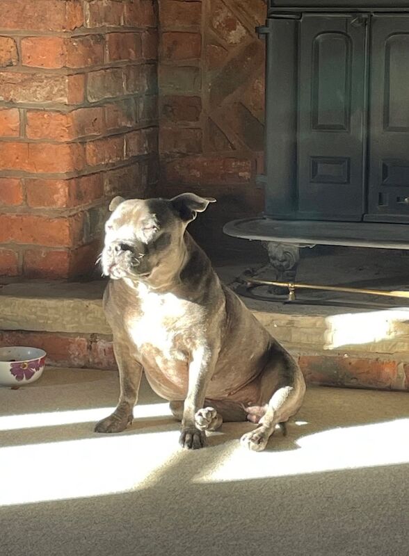 Kennel Club Registered Staffordshire Bull Terrier Puppies For Sale