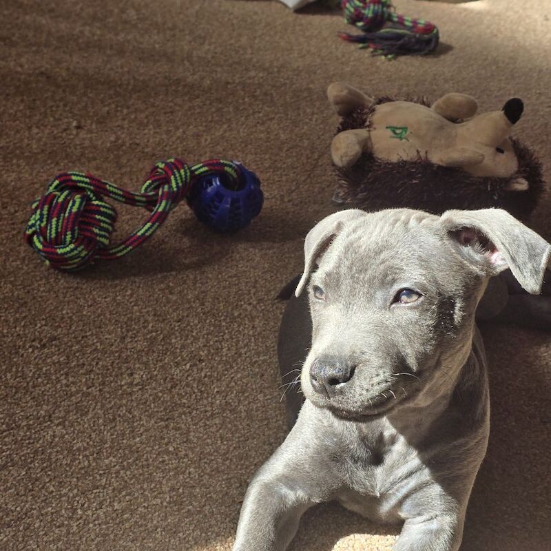 Staffordshire Bull Terrier puppies for sale in Greater London – 3 months old - Image 2 of 12