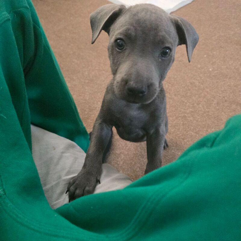 Staffordshire Bull Terrier puppies for sale in Greater London – 3 months old - Image 12 of 12
