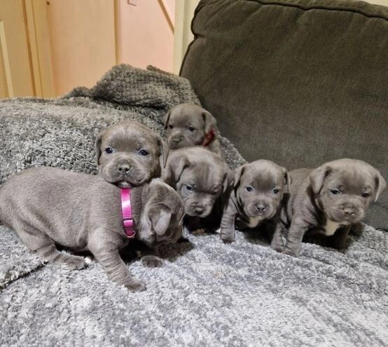 Blue KC Reg Staffordshire Bull Terrier Pups for sale in Birmingham, West Midlands