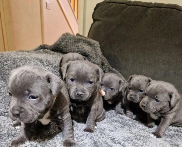Blue KC Reg Staffordshire Bull Terrier Pups for sale in Birmingham, West Midlands | Image 2