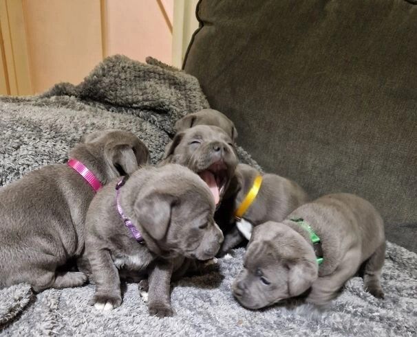Blue KC Reg Staffordshire Bull Terrier Pups for sale in Birmingham, West Midlands | Image 3