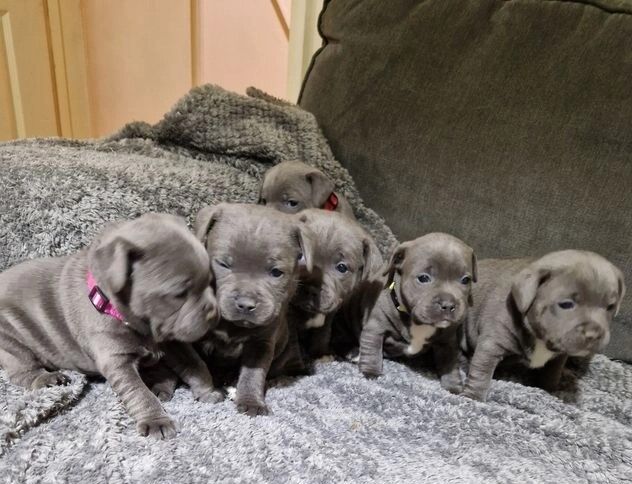 Blue KC Reg Staffordshire Bull Terrier Pups for sale in Birmingham, West Midlands | Image 4