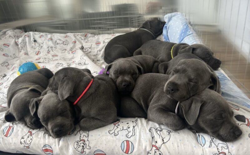 Staffordshire Bull Terrier puppies for sale in Oxfordshire – KC registered, 7 weeks old