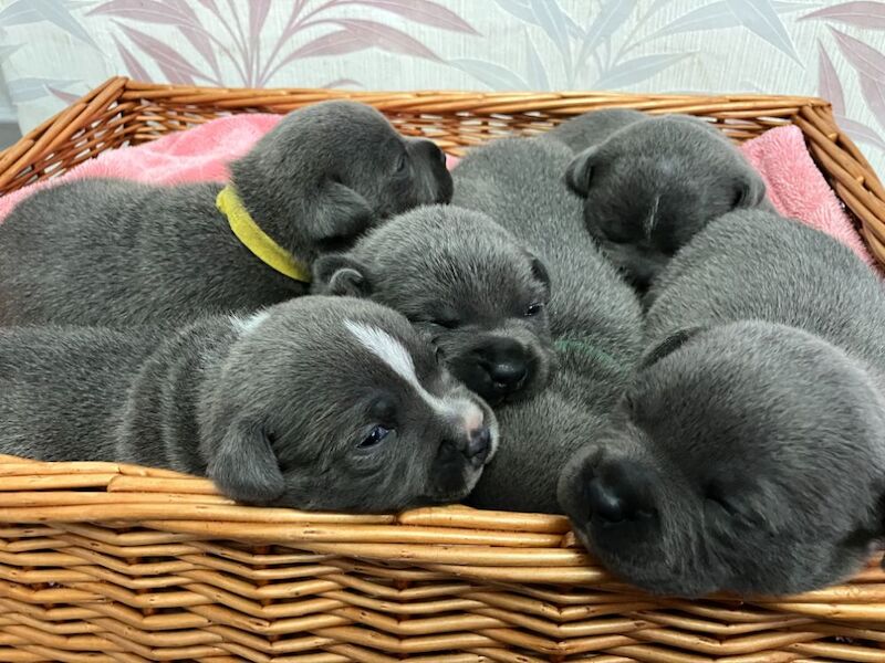 Blue kc Staffordshire bullterriers for sale in Gateshead, Tyne and Wear