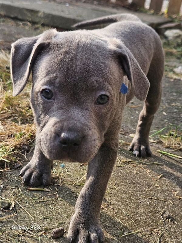 Blue male and female Staffordshire bull terrior