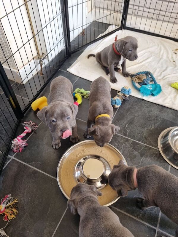 Blue male Staffordshire bull terrior