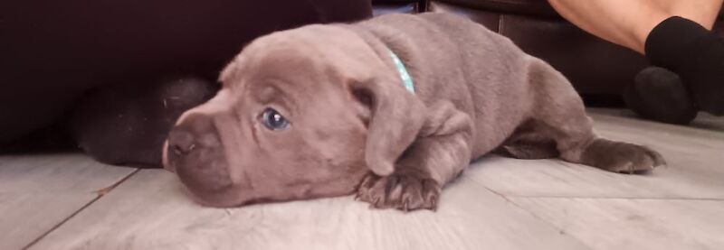 Blue Male Staffy - Image 2 of 12
