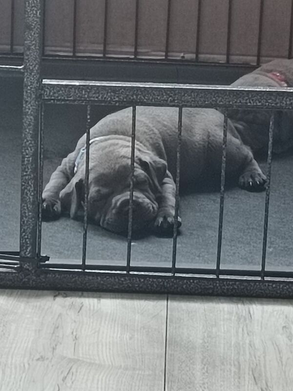 Blue Male Staffy - Image 3 of 12