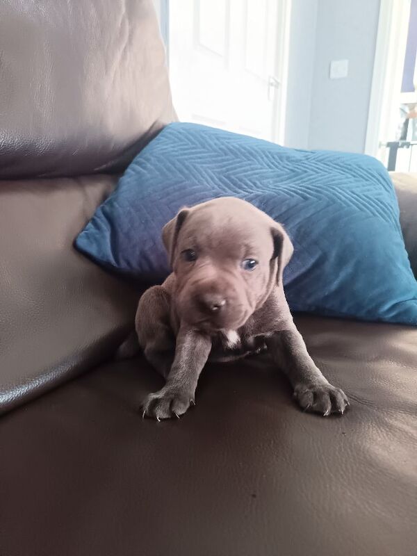Blue Male Staffy - Image 4 of 12