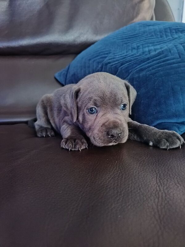 Blue Male Staffy - Image 5 of 12