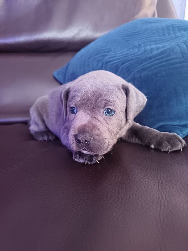 Blue Male Staffy - Image 6 of 12