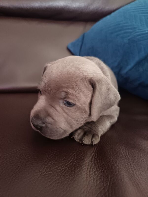 Blue Male Staffy - Image 7 of 12