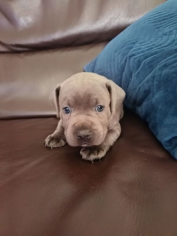 Blue Male Staffy - Image 8 of 12