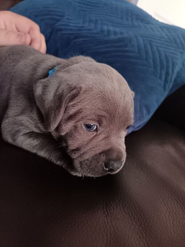 Blue Male Staffy - Image 10 of 12
