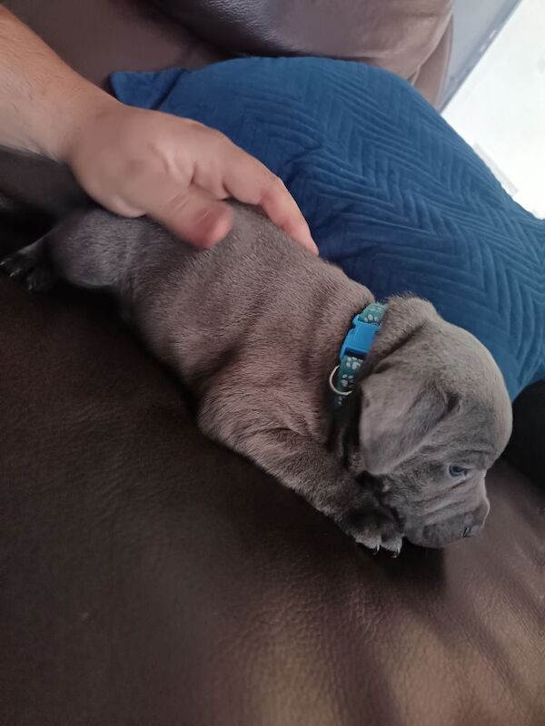 Blue Male Staffy - Image 11 of 12