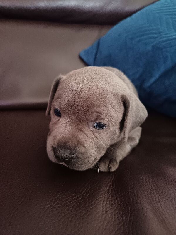 Blue Male Staffy - Image 12 of 12