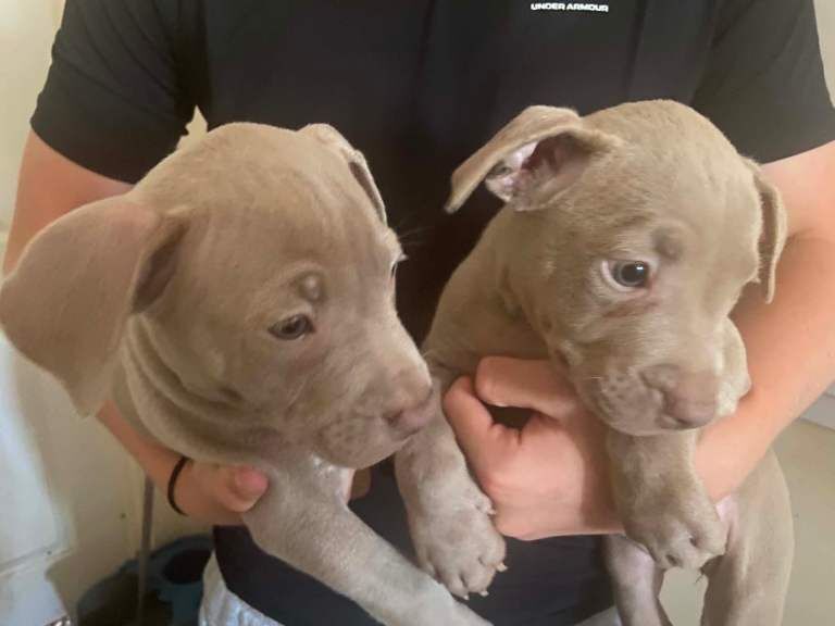 Blue Staffordshire Bull Terrier Puppies For Sale