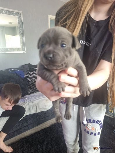 Staffordshire Bull Terrier puppies for sale in Denhead of Gray, Dundee City – KC registered, 1 year old