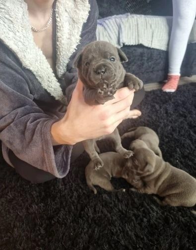 Blue reg staffordshire bull terriers for sale in Denhead of Gray, Dundee City | Image 2