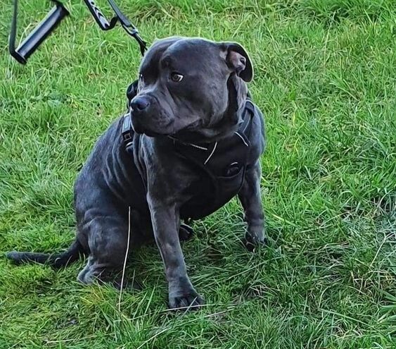 Blue reg staffordshire bull terriers for sale in Denhead of Gray, Dundee City | Image 3