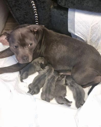 Blue reg staffordshire bull terriers for sale in Denhead of Gray, Dundee City | Image 4