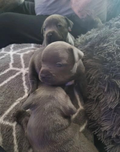 Staffordshire Bull Terrier puppies for sale in Denhead of Gray, Dundee City – KC registered, 11 months old - Image 5 of 6