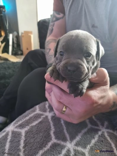 Staffordshire Bull Terrier puppies for sale in Denhead of Gray, Dundee City – KC registered, 11 months old - Image 6 of 6
