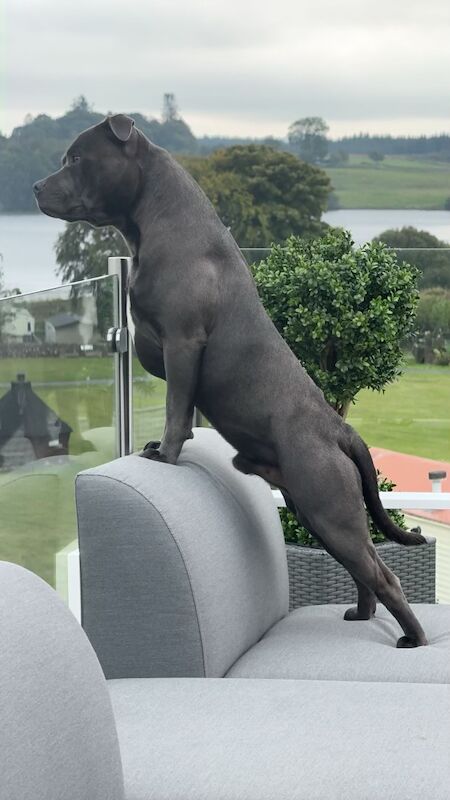 Blue sire for stud, kensisque Adonis, kc reg