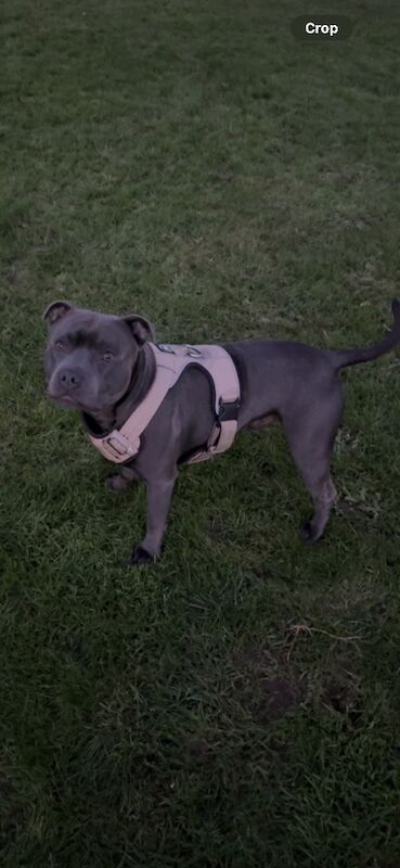 Blue sire for stud, kensisque Adonis, kc reg - Image 2 of 3