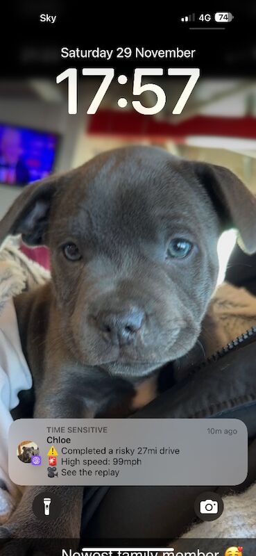 Blue sire for stud, kensisque Adonis, kc reg - Image 3 of 3