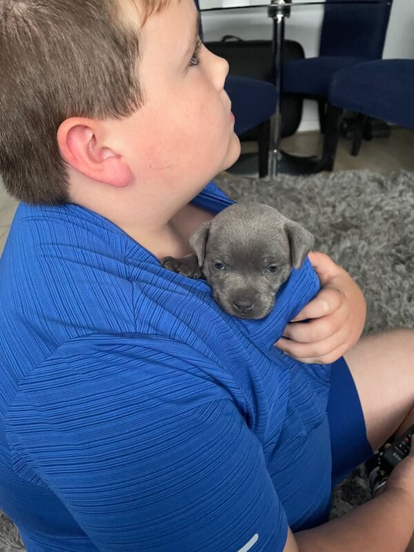 Blue small staff pups for sale in Liverpool, Merseyside | Image 2