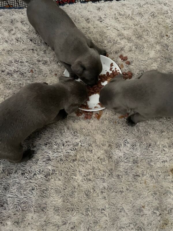 Staffordshire Bull Terrier puppies for sale in Liverpool, Merseyside – KC registered, 1 year old - Image 3 of 5