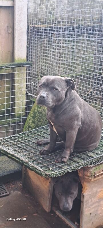 Staffordshire Bull Terrier puppies for sale in Liverpool, Merseyside – KC registered, 1 year old - Image 4 of 5