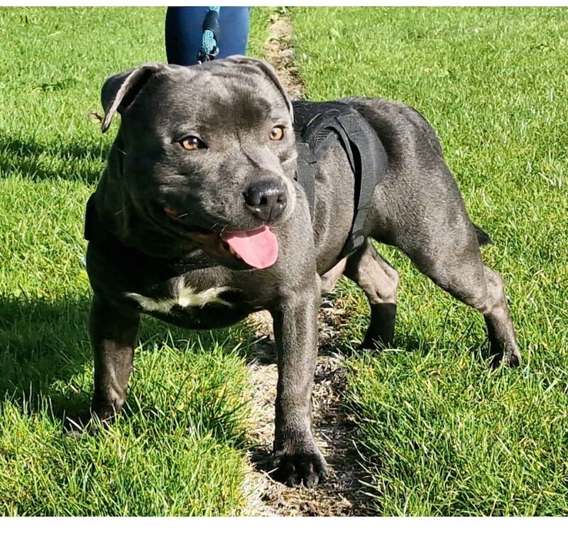 Staffordshire Bull Terrier puppies for sale in Liverpool, Merseyside – KC registered, 1 year old - Image 5 of 5