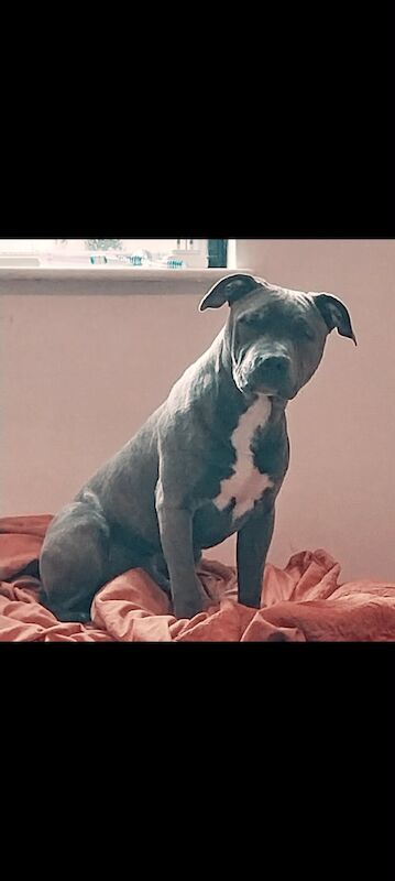 Staffordshire Bull Terrier for adoption in Chester, Cheshire – 1 year old