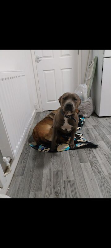 Staffordshire Bull Terrier for adoption in Chester, Cheshire – 1 year old - Image 2 of 3