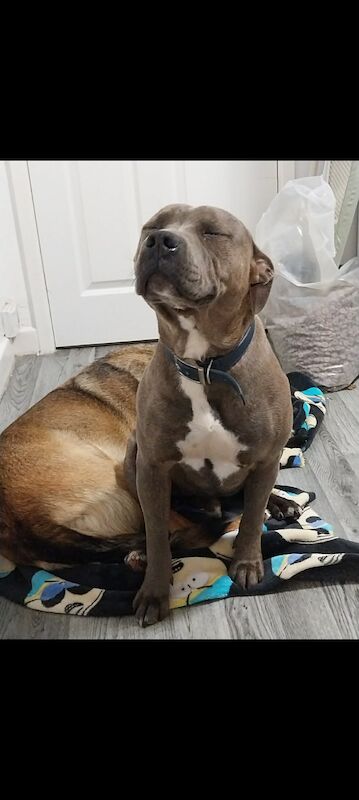 Staffordshire Bull Terrier for adoption in Chester, Cheshire – 1 year old - Image 3 of 3